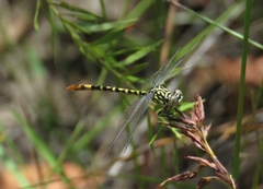 Austroepigomphus turneri