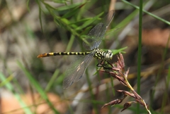 Austroepigomphus turneri