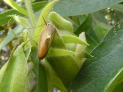 Ptyoptila matutinella