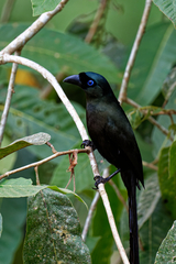Crypsirina temia