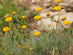 Leucochrysum albicans