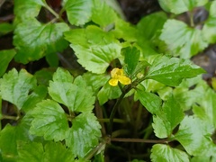 Ranunculus cantoniensis