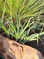 Aloe verecunda