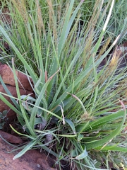 Aloe verecunda