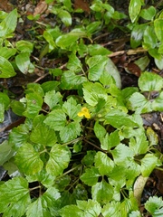 Ranunculus cantoniensis