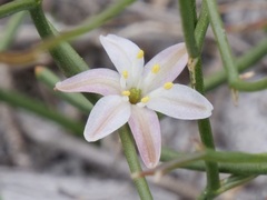 Corynotheca