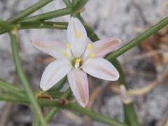 Corynotheca