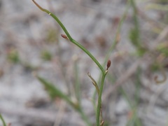 Corynotheca