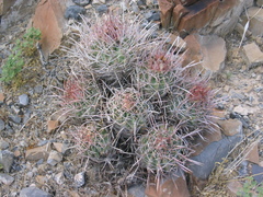 Homalocephala polycephala