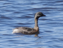 Poliocephalus poliocephalus