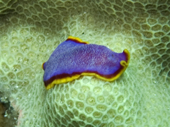 Pseudoceros ferrugineus