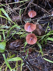 Marasmius plicatulus
