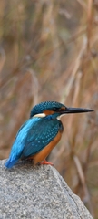 Alcedo atthis