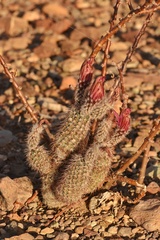 Echinocereus chisosensis