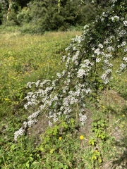 Kunzea ericoides