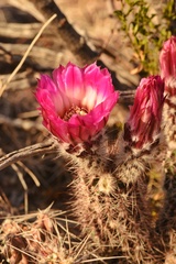Echinocereus chisosensis