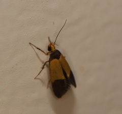 Heteroteucha dichroella