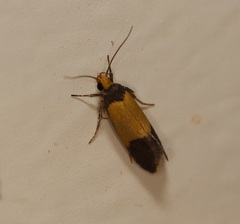 Heteroteucha dichroella