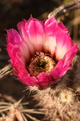 Echinocereus chisosensis