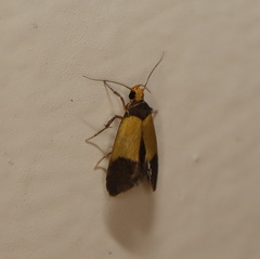 Heteroteucha dichroella