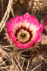 Echinocereus chisosensis