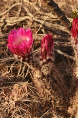 Echinocereus chisosensis