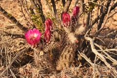 Echinocereus chisosensis