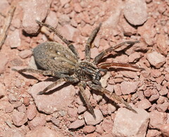 Mituliodon tarantulinus
