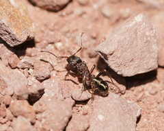 Rhytidoponera tasmaniensis