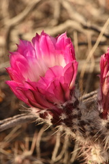Echinocereus chisosensis