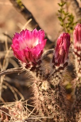 Echinocereus chisosensis