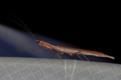 Galepsus