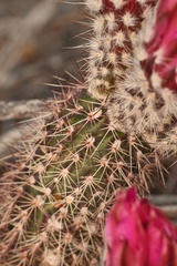 Echinocereus chisosensis