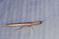Galepsus