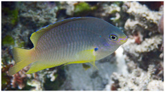 Pomacentrus amboinensis