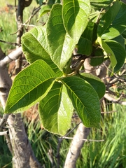Vangueria infausta
