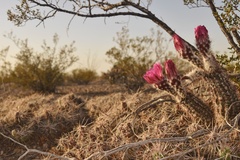 Echinocereus chisosensis