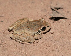 Ranoidea lesueuri