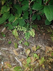 Robinia pseudoacacia