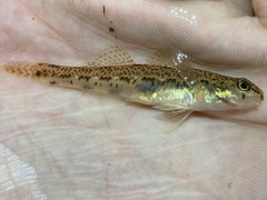 Etheostoma nigrum