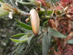 Ptyoptila matutinella