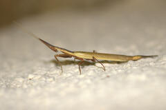 Pyrgomantis rhodesica