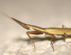 Pyrgomantis rhodesica