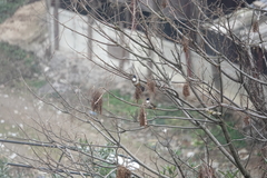 Pycnonotus xanthorrhous