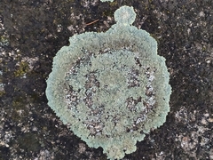 Lecanoromycetes