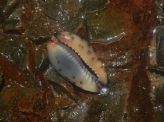 Purpuradusta gracilis