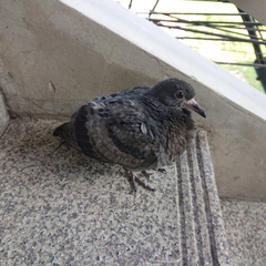 Columba livia domestica