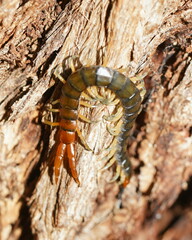 Cormocephalus westwoodi