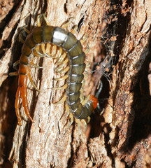 Cormocephalus westwoodi