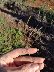 Dichanthium annulatum annulatum